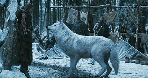 We have an awesome Direwolf