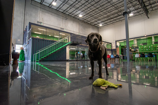 Denny the chocolate labrador poses for the camera with her stuffed green toy.